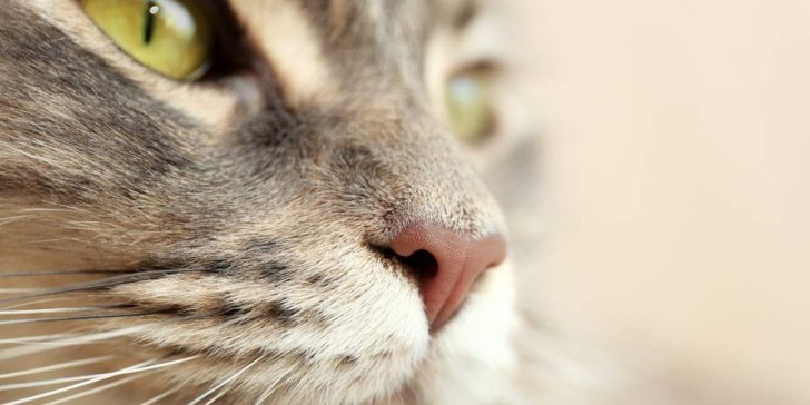 Curiosidades sobre los gatos que quizás no sabías.