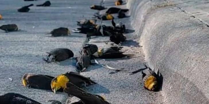 ¿Qué está ocurriendo? Caen cientos de pájaros muertos sin razón aparente en México