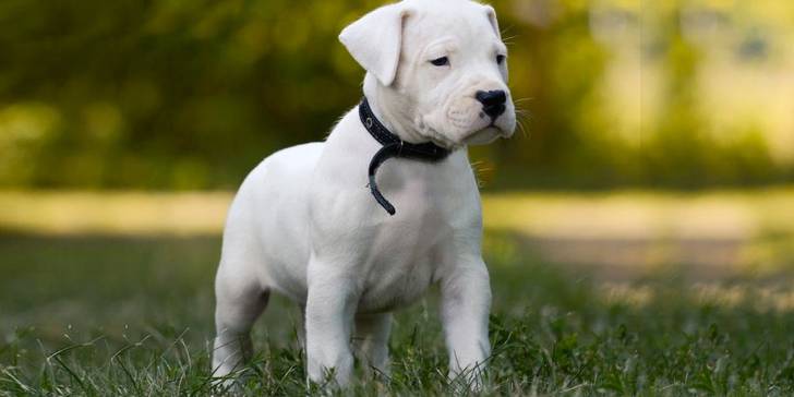 Dogo Argentino, el perro cazador perfecto. Conócelo a fondo