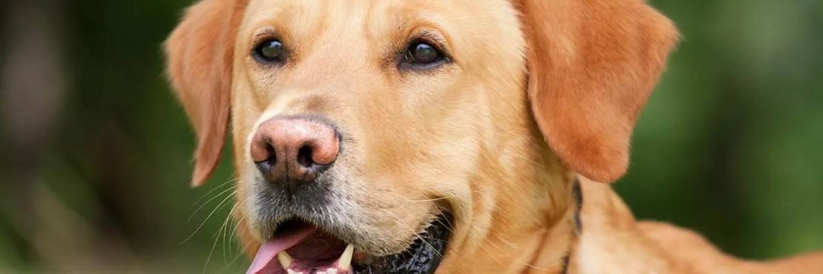 Labrador Retriever: La raza de perro más popular que existe en el mundo entero.