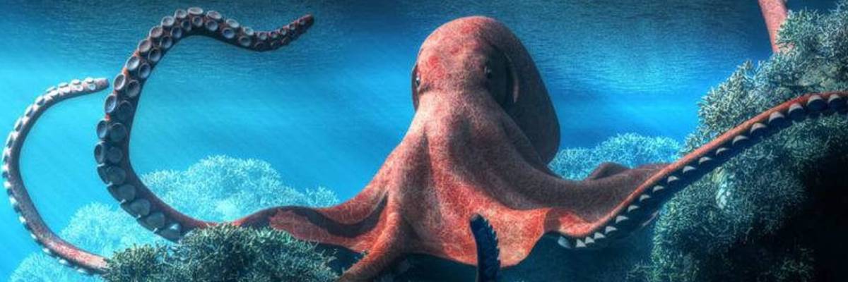 Los Pulpos: Animales marinos tan fascinantes, que se cree que tienen un origen extraterrestre.