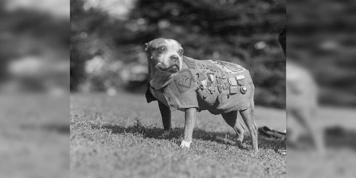 Stubby, el perro sargento de la Primera Guerra Mundial.