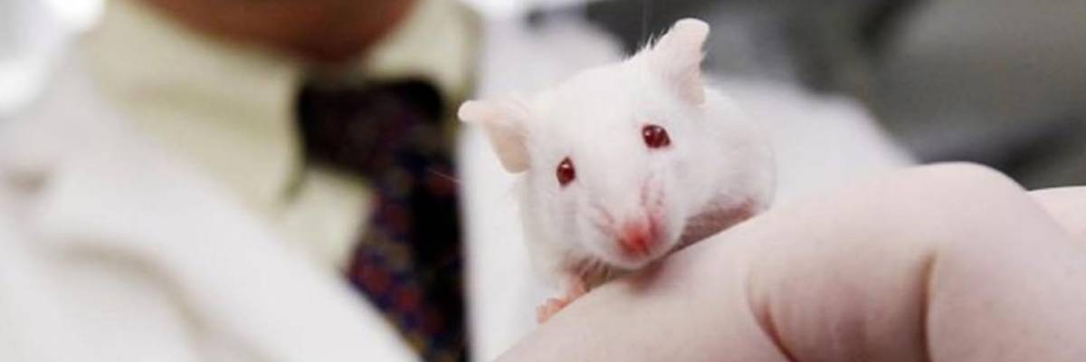 Científicos logran retrasar el envejecimiento en ratones. El siguiente paso: Los Humanos.