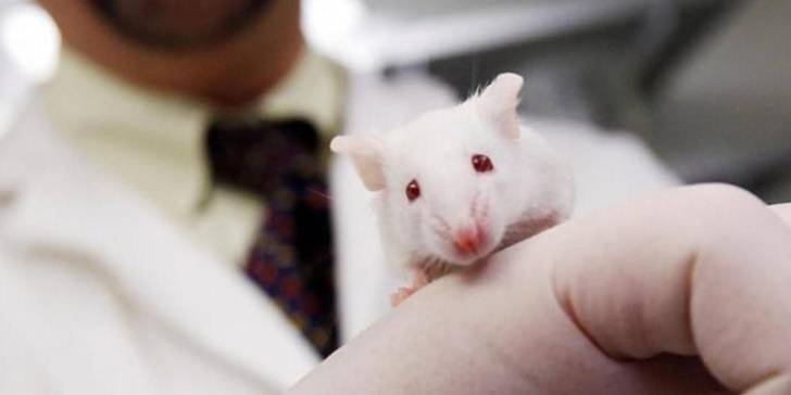 Científicos logran retrasar el envejecimiento en ratones. El siguiente paso: Los Humanos.