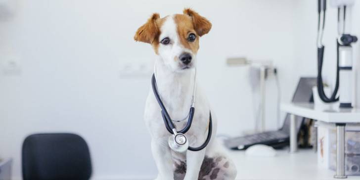 ¿Perros que detectan enfermedades? Una razón mas para amar a nuestros amigos de 4 patas.