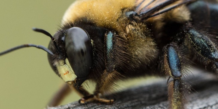 Abejas Buitre: Conoce a este tipo de abeja que es capaz de elaborar miel a partir de restos de carne.