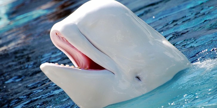 Ballenas Belugas: Conoce las cualidades más interesantes sobre estos Canarios del Mar.