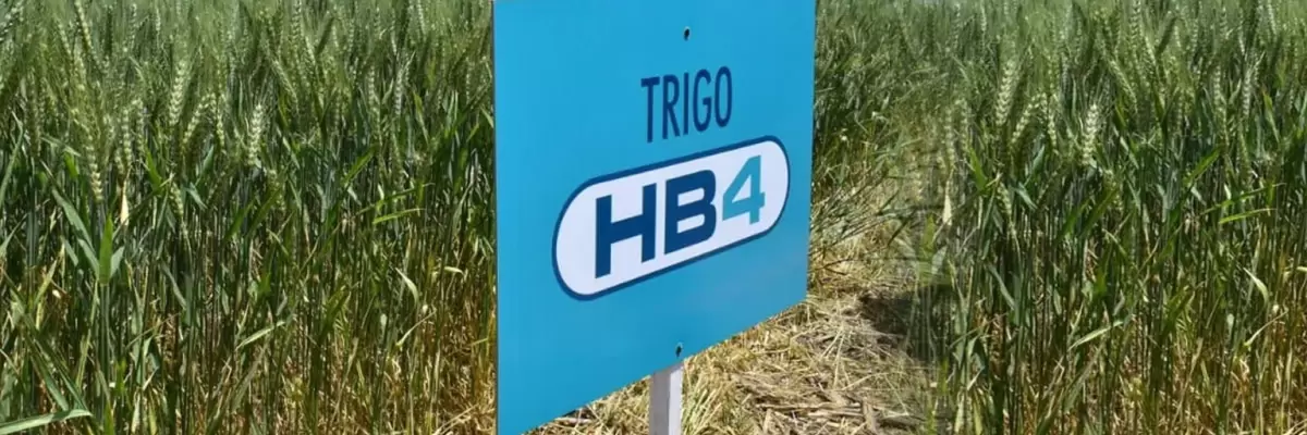 Trigo Transgénico HB4: un nuevo cultivo que amenaza el medio ambiente y la salud.