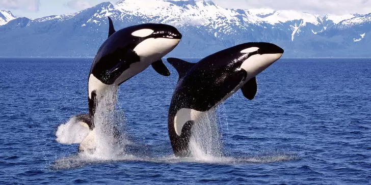 Orcas: Un animal inteligente, estratégico y con la habilidad de trabajar en equipo.