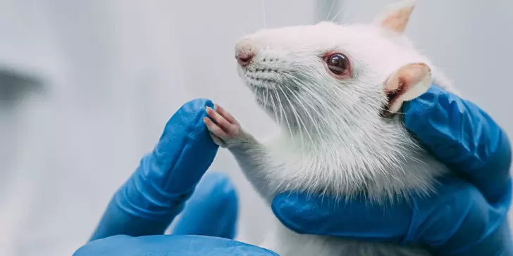 Implantan mini cerebros humanos a ratones, nuevo experimento que cambia el comportamiento de estos animales.