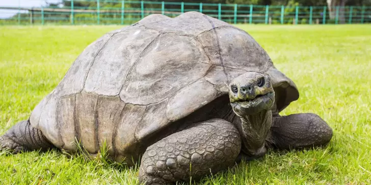 Jonathan, la tortuga de casi 200 años el animal terrestre más longevo de la Tierra