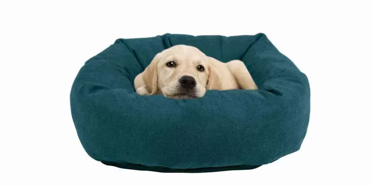 ¿Como elegir la cama perfecta para tu mascota?