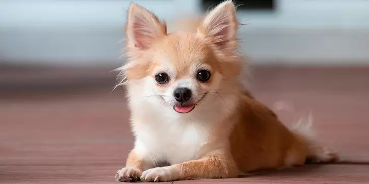4 razas de perros pequeños y cariñosos para llenar tu hogar de amor y alegría