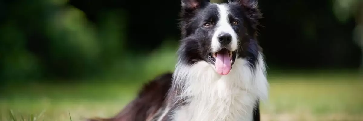 Border Collie, la raza de perros más inteligente del mundo.