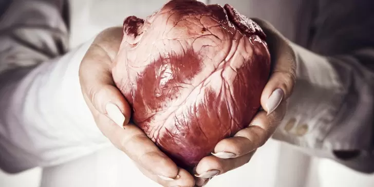 Datos que te dejarán pensando: Corazón humano