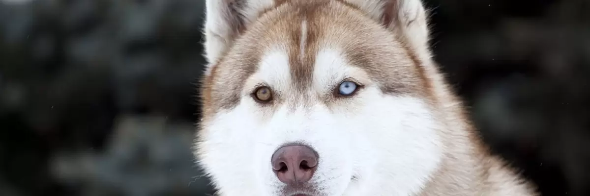 Husky Siberiano, una raza de perro tan única, inteligente y fiel que se parece a los lobos.