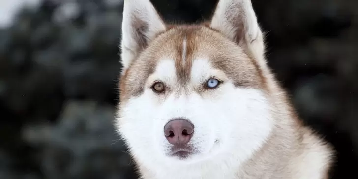 Husky Siberiano, una raza de perro tan única, inteligente y fiel que se parece a los lobos.
