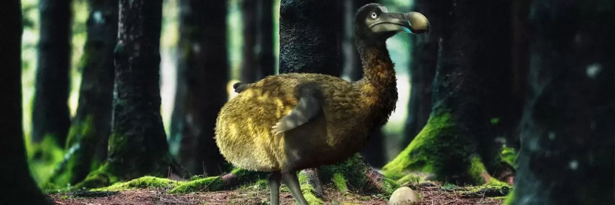 La resurección del Dodo es ahora posible gracias al descubrimiento de su genoma completo