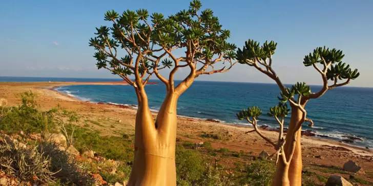 Socotra, la paradisíaca isla a la que casi nadie puede ingresar