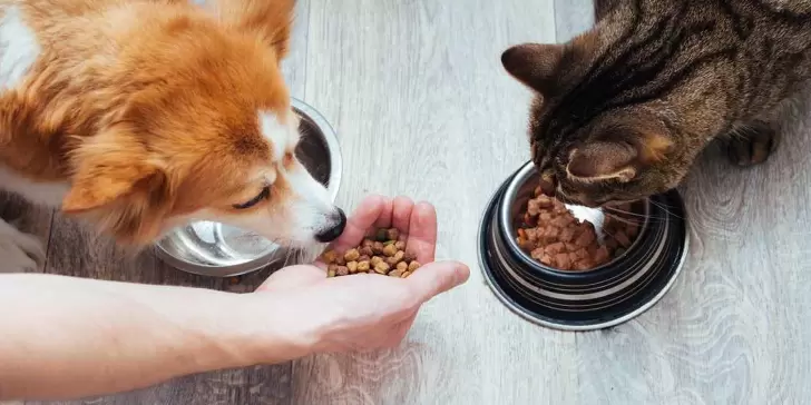 ¿Cómo elegir el mejor alimento para tu mascota?