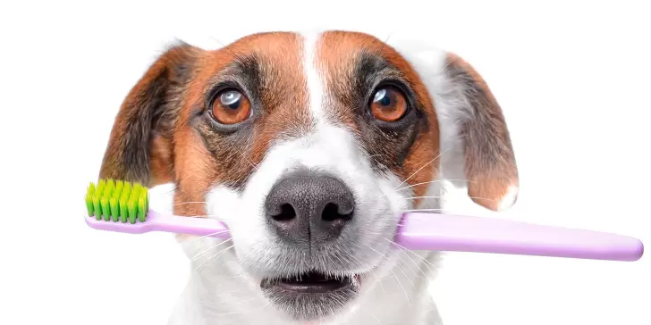 ¿Cómo prevenir los problemas dentales en perros y gatos?