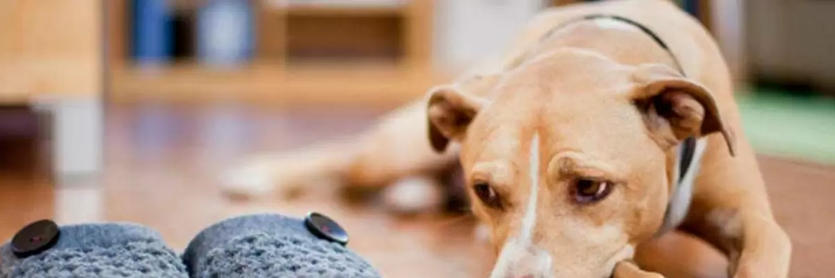 ¿Cómo manejar la ansiedad por separación en perros mayores?