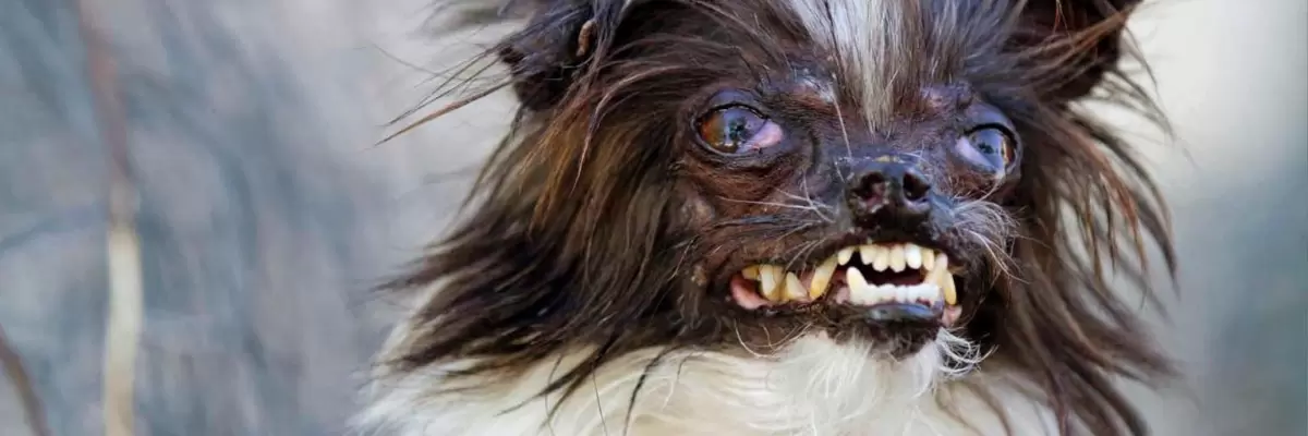 Perros feos que dan miedo: conoce las razas más espeluznantes