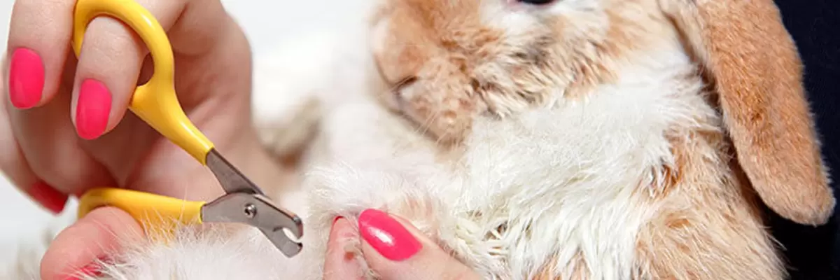 Cómo cortarle las uñas a un conejo: Guía completa
