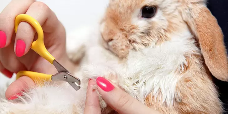 Cómo cortarle las uñas a un conejo: Guía completa