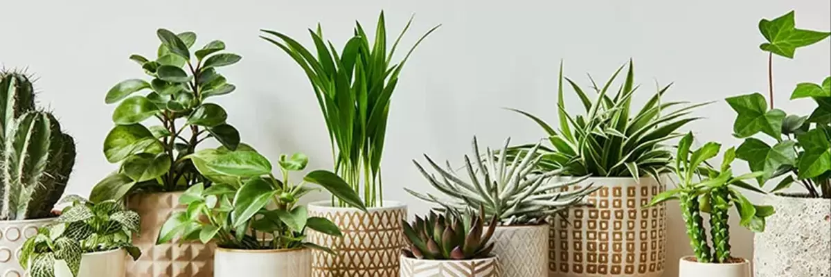 Plantas decorativas perfectas para tener en el interior de tu hogar y armonizar la vista.