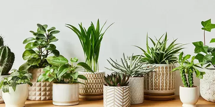 Plantas decorativas perfectas para tener en el interior de tu hogar y armonizar la vista.