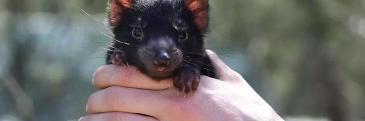 Demonios de Tasmania vuelven a nacer en Australia después de haber desaparecido hace más de 3.000 años.