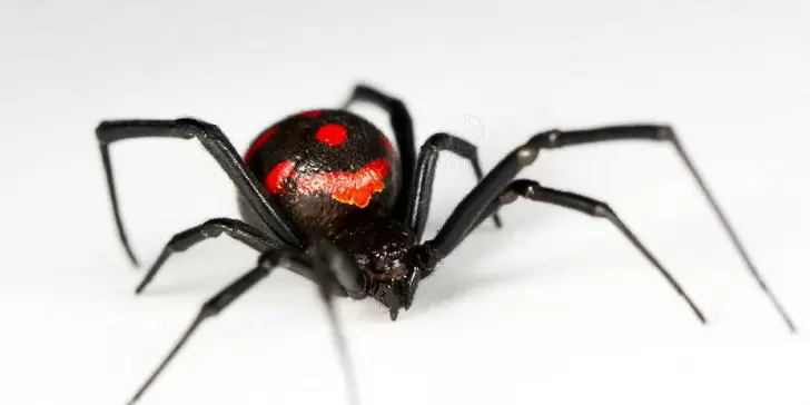 Viuda Negra: Conoce lo que hay que saber sobre una de las arañas más letales que existen en el planeta.
