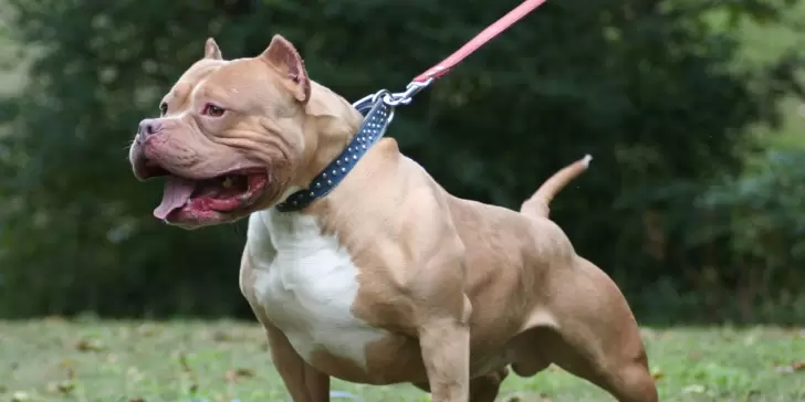 Pitbull: Características, temperamento y cuidados de esta especial raza de perro.