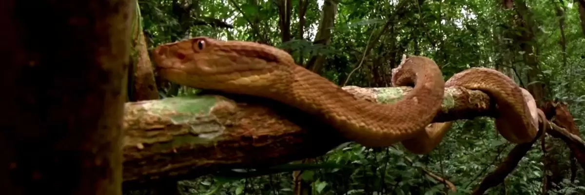 La Isla de Las Cobras: Un lugar enigmático habitado por serpientes venenosas