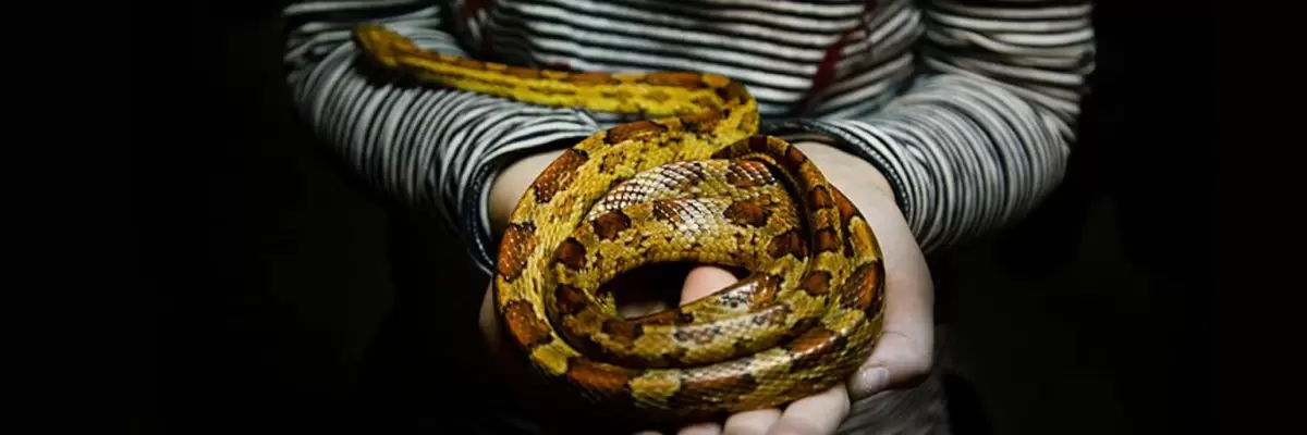 Serpientes exóticas como mascotas: Especies recomendadas para principiantes