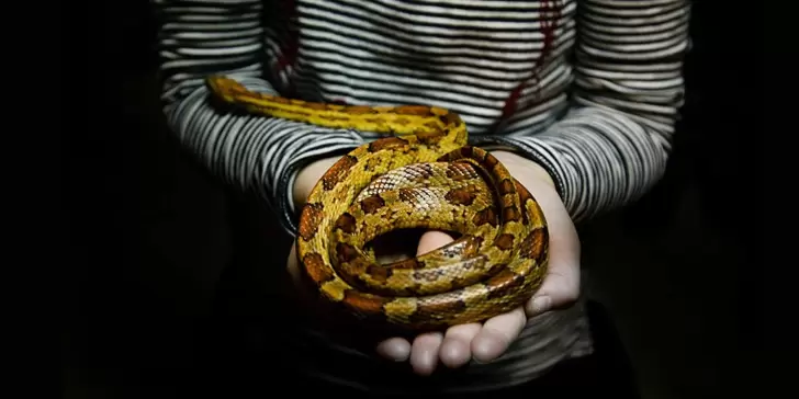 Serpientes exóticas como mascotas: Especies recomendadas para principiantes