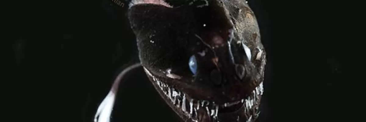 Pez Dragón Negro, una criatura de las profundidades del océano que llama la atención de científicos.