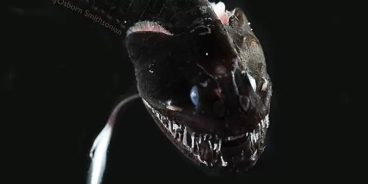 Pez Dragón Negro, una criatura de las profundidades del océano que llama la atención de científicos.
