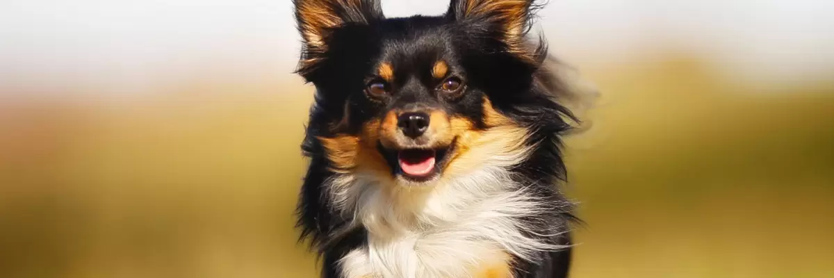 Chihuahuas: La Raza Canina Más Pequeña y Llena de Personalidad