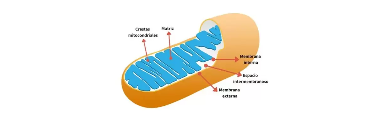 Mitocondrias: Las Pequeñas Centrales Energéticas de tus Células
