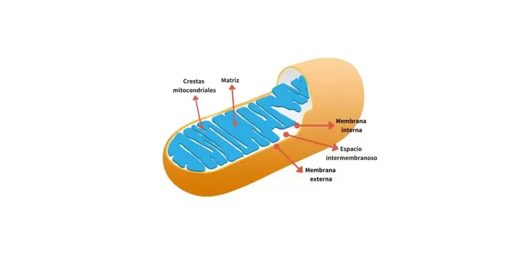 Mitocondrias: Las Pequeñas Centrales Energéticas de tus Células